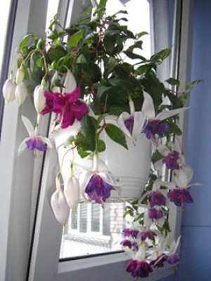 Deep Purple.jpg