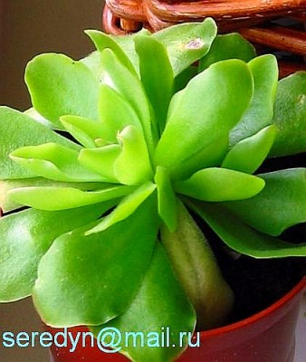 Pinguicula  x weser.JPG