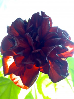 Обычная &amp;quot;бабушкина&amp;quot;, но мне она очень нравится