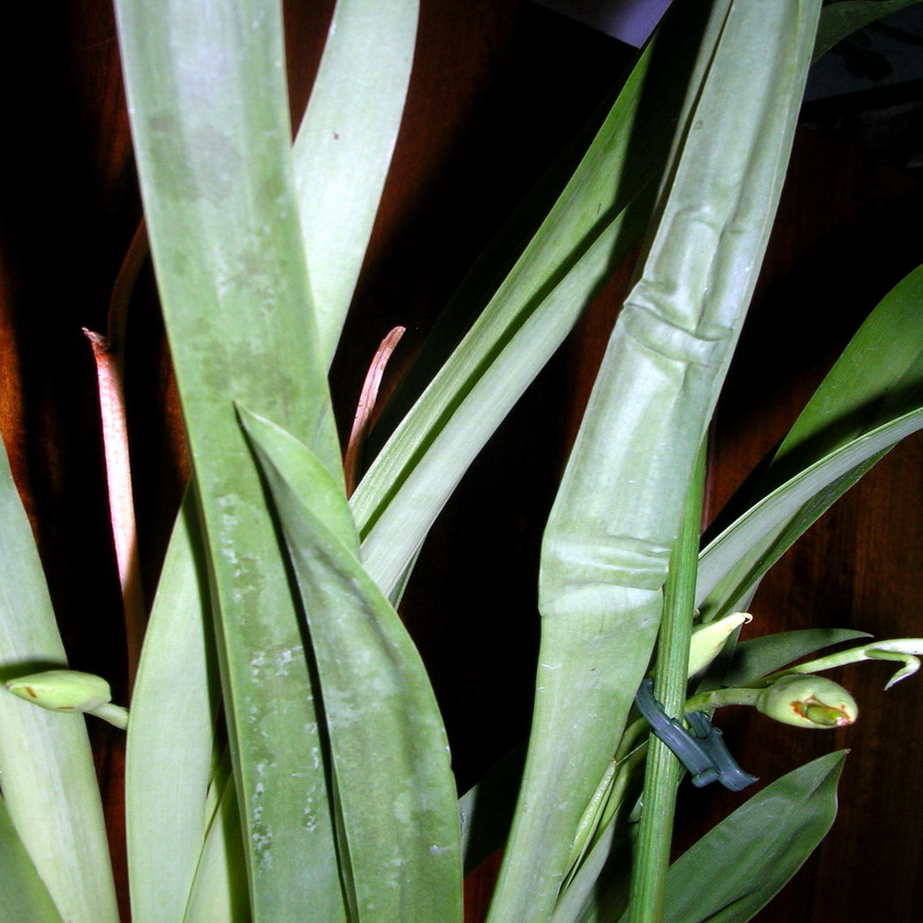 DSCN233656.jpg