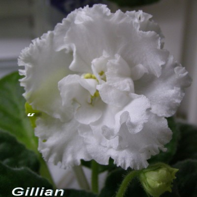 Gillian_1.jpg