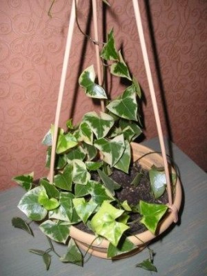 крестовник!?