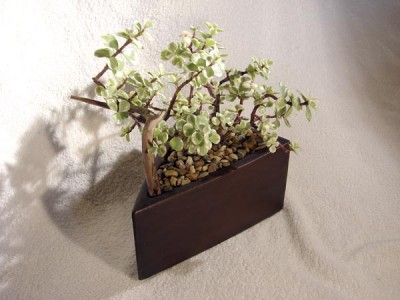 Portulacaria afra var.jpg