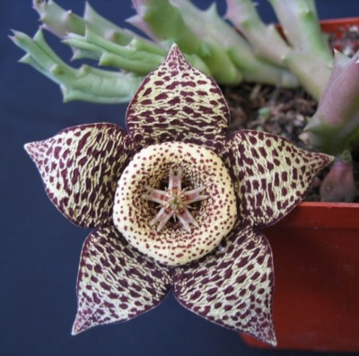 Orbea variegata 2 (июнь 2006).JPG