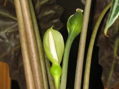 A Alocasia (цветение) 1 (апрель 2006).JPG