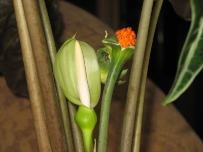 A Alocasia (цветение) 2 (апрель 2006).JPG