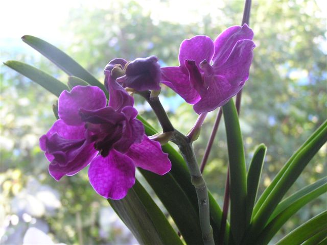 Vanda6.JPG