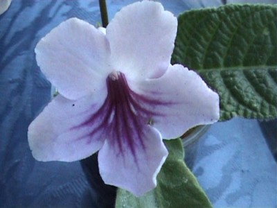 580.jpg