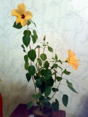 Фотка плохая, но хотела во весь рост