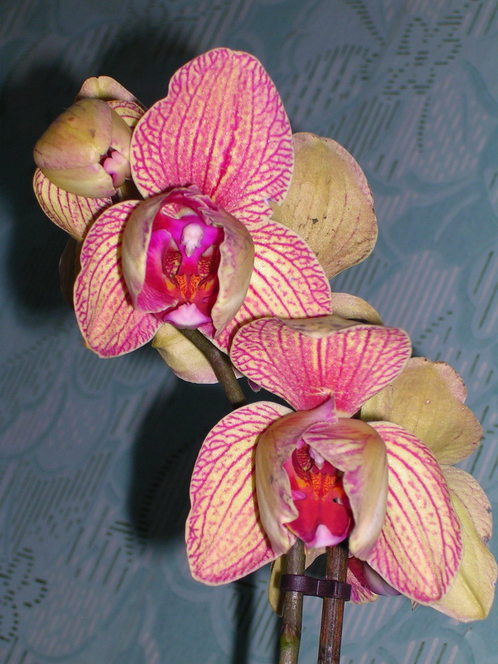 DSCN23670.jpg
