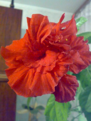 А вот такой &amp;quot;пятачок&amp;quot; подарила мне обычная &amp;quot;бабушкина&amp;quot;