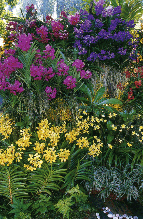 Vanda1.gif