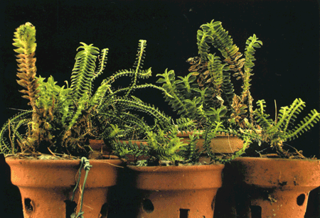 Dichaea2.gif