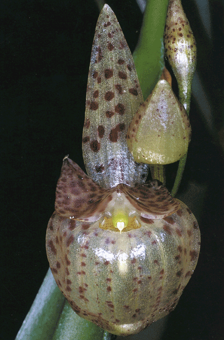 Pleurothallis-uvifera.gif
