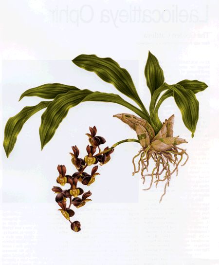 Catasetum-tenebrosum.gif