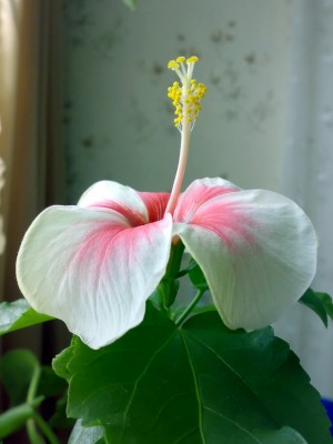 Камилия Уаинд