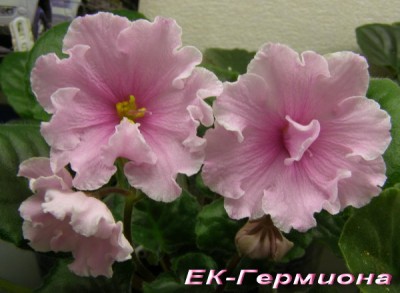 фас