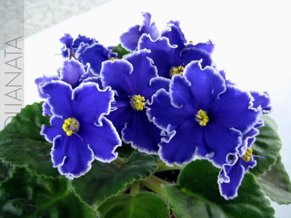 rebelsnightbreezes_954.jpg