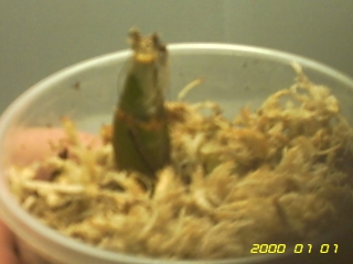 PICT0056.jpg