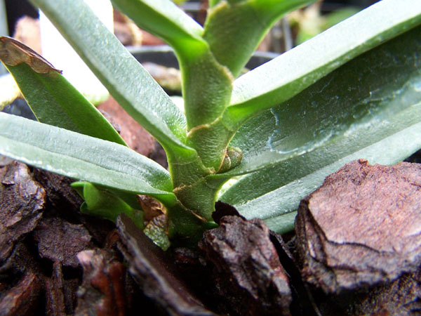 Angraecum didieri .jpg