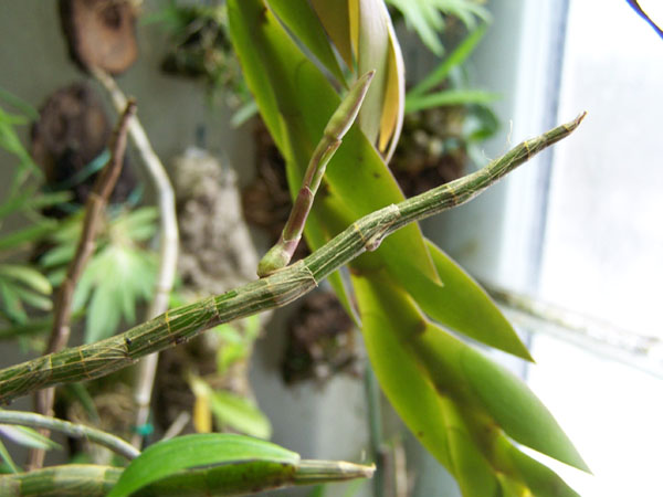 Dendrobium chryseum .jpg