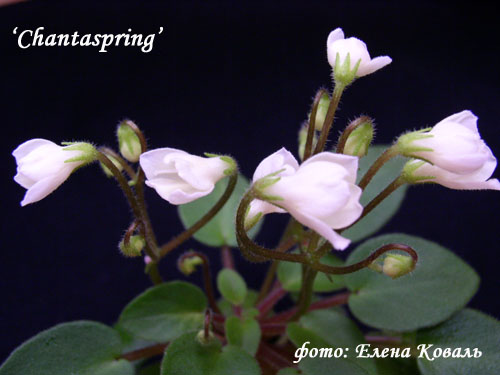 chantaspring01.jpg