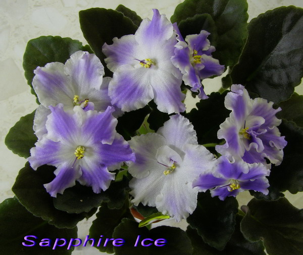 Sapphire ICe.jpg