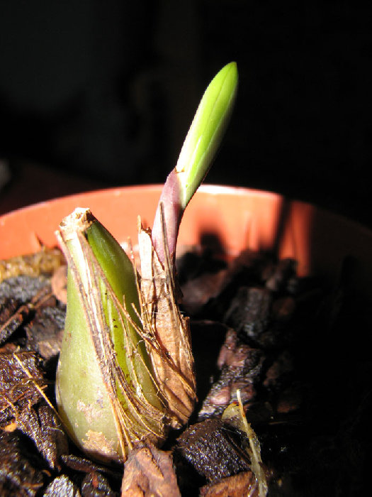 pleione forb2.jpg