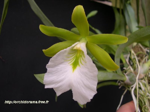 Encyclia%20mariae04.jpg