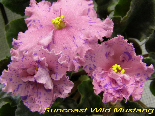 Suncoast_Wild_Mustang.jpg