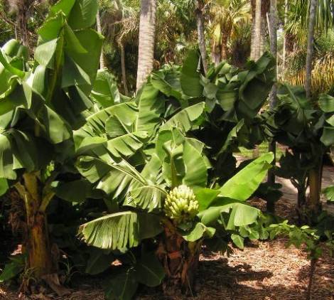 Musa 'Super Dwarf Cavendish'.