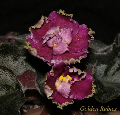 GoldenRubies.jpg