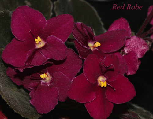 RedRobe.jpg