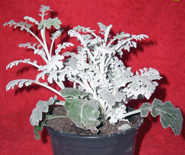 Senecio bicolor