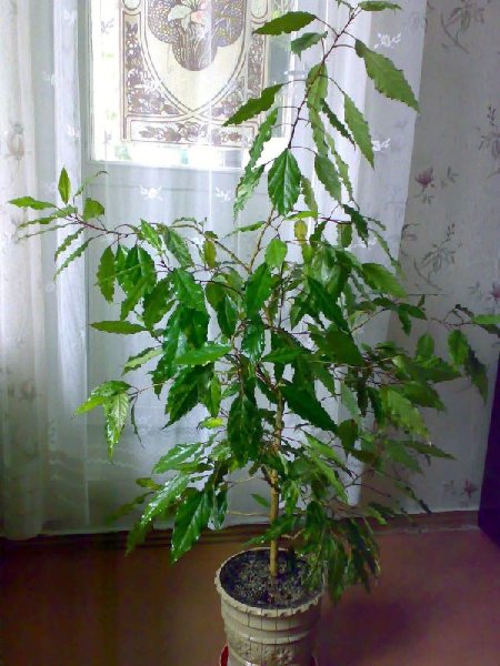 до обрезки.jpg