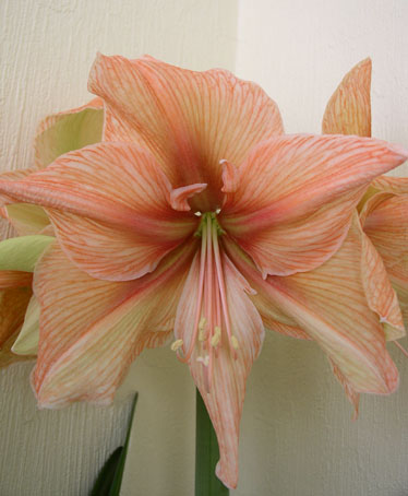 exotica01.jpg