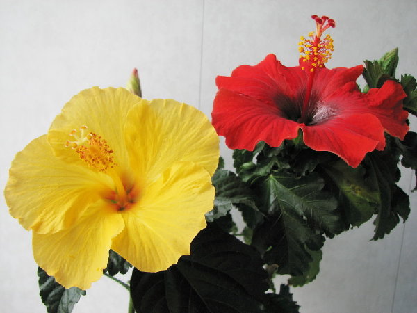 с Тамарой ходим парой.jpg