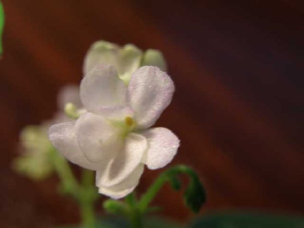 White Robi 2.jpg