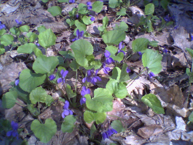 Ph0013.jpg