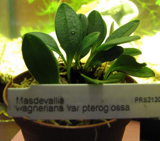 Masdevalia wagneriana var pteroglossa.JPG