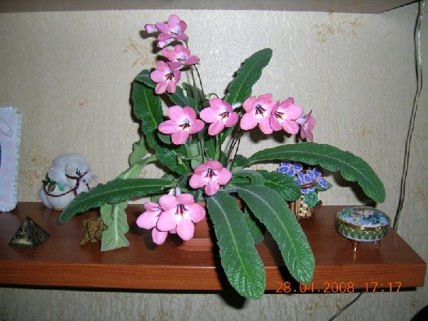 2007 018.jpg