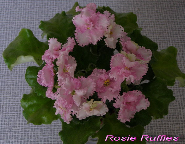 Rosie Ruffles.jpg