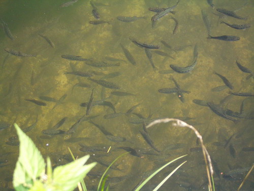 forel 0.jpg