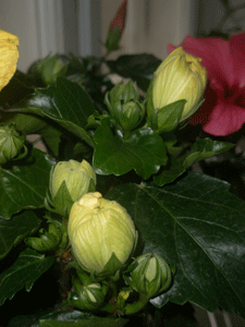 Пока еще немного не по сорту но все равно неплохо.