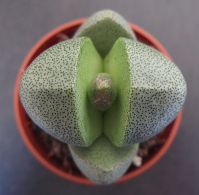 Litopsis_green.jpg