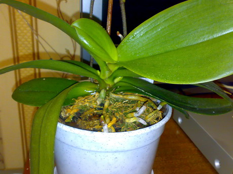 OlegCherry_Orh_008.jpg