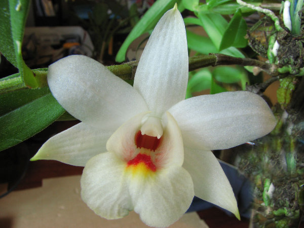 Dendrobium chrystianum.jpg