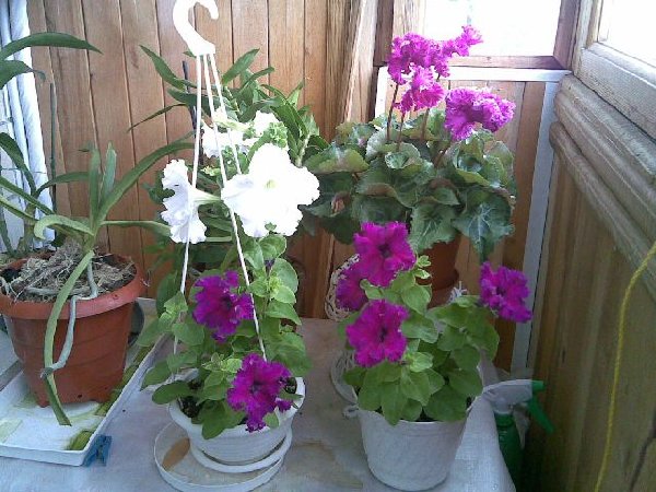 Петуния  выращена из москових семян