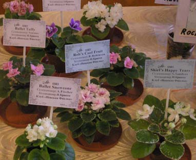 P4290052_s.jpg