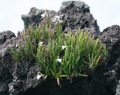 Brassavola-nodosa-1.jpg